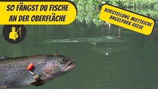 So fängst du Fische an der Oberfläche [upl. by Einnoc]