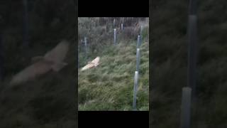 Barn Owl slow motion  drone owls  birdsofprey raptors birdwatching birds [upl. by Dragoon]