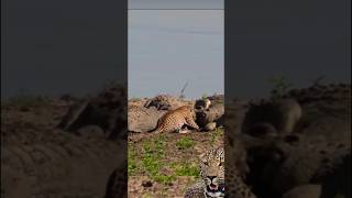 group of crocodiles attacked by leopard [upl. by Hgielar]