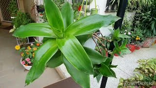 Perfect plant for hanging basket with amazing foliage Callisia FragransChain Plant Ultimate care [upl. by Maddis]