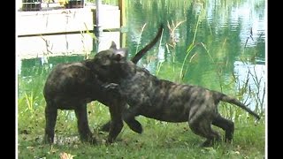 Presa Canario Puppies Socializing Comparison  Bearclaw Kennels [upl. by Godred874]