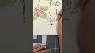 Draw a Carnation with me flowerart art watercolorandink [upl. by Adnauq]