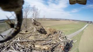 Un balbuzard curieux regarde la caméra GoPro [upl. by Uzzial]