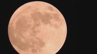 quotBuckquot moon will be the first Supermoon of 2023 [upl. by Eiffe]