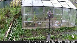 Squirrel beats the bird table and rat watches in awe [upl. by Valerio]