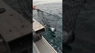 Oregon Salmon Fishing amp Dungeness Crab WINCHESTER BAY yakventures oregoncoast [upl. by Drofdeb]