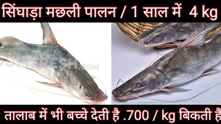 सिंघला मछली पालन ।। ir fish Farming।। singhara machli palan ।। Ir mach ।। jkfeed [upl. by Ume460]