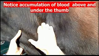 Traumatic pericarditis in cow Traumatische Perikarditis bei einer Kuh Pericarditis traumática vaca [upl. by Heisel]