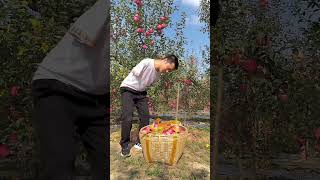 Apple 🍎😭New Viral Gadgets Smart Appliances Kitchen Utensils Home Inventions shorts [upl. by Forta53]