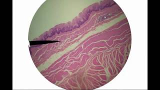 Digestive Histology [upl. by Sabina382]