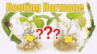 Rooting Hormone For Propagation Does It Work [upl. by Oicram]