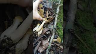 04102024 Опята летние Kuehneromyces mutabilis Tuapse mushroom nature [upl. by Iva]