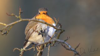 Vogelwandeling door Meijendel 1183 [upl. by Adamik]