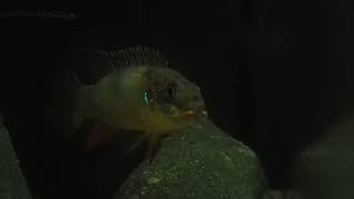 Pelvicachromis kribensis Makoure male mouthbrooding  freeswimming fry [upl. by Ardnasac588]