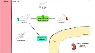 Dysregulation of Cortisol and Aldosterone  Black Licorice and Associated Health Effects [upl. by Ytirev860]