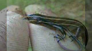 Birth of a Lizard Skink [upl. by Allenad]