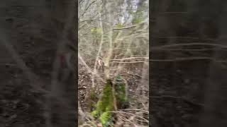 Chaud foryou chasse chien sanglier hunting wildboard [upl. by Bjork]