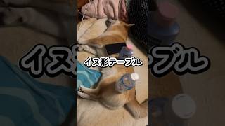 犬をテーブルにしたら… 🐕シバーギー コーギー 豆柴 柴犬 ミックス犬 shibagi shibainu corgi [upl. by Yrro346]