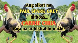 HOME OF PAUL SPARK GREY  VISIT BIG FARM IN THE PHILIPPINES PILAR GAMEFARM [upl. by Neddy]