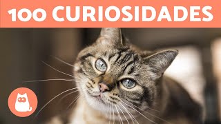 100 CURIOSIDADES sobre los GATOS que te sorprenderán 🐱🐾 [upl. by Haimarej47]