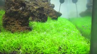 Belem Hair Grass Post Trim Day 24 [upl. by Gardener]