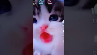 Alifun baa arabic song singing cute kitty by Nargis world ❤️🥰alifun baa  islamic song [upl. by Scotney]