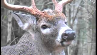 Understand Whitetail Deer Behavior During the Rut [upl. by Eissej44]