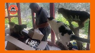 Rescued Cats Tinker and Friends Get a New Cat Tree [upl. by Etsirk]