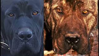 Chuto de Reganados amp Walpurga de la Arena  Presa Canario Germany  AVD eV  Working Dogs [upl. by Ssalguod]