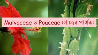 Difference between Malvaceae and Poaceae Family Malvaceae Poaceae [upl. by Eillen]