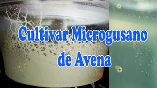 Como cultivar microgusano de avena  PANAGRELLUS REDIVIVUS [upl. by Rachele]