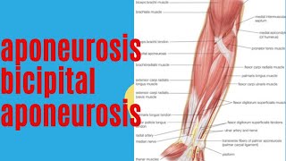 aponeurosis  bicipital aponeurosis medicoslecturerbyap anatomy [upl. by Landahl314]