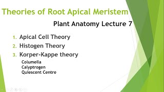 Theories of Root Apical Meristem [upl. by Dyane392]