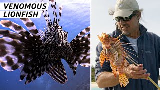 How Bermuda Fishermen Are Leading the Fight Against Venomous Lionfish — Vendors [upl. by Kolosick610]