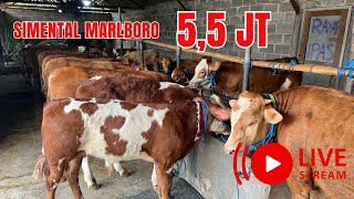 Live Sapi Simental Marlboro Harga 55 Juta aja [upl. by Lzeil433]