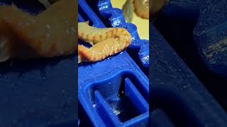 catching bristle worms in our reef tanks trap saltwater reef worm [upl. by Ellahcim]