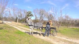 Harnessing and hitching Charlie the zebra [upl. by Leima]