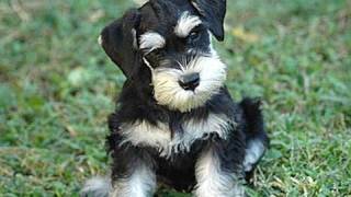 Lo schnauzer [upl. by Arihaj]