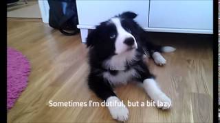 Border collie puppy obedience with Zar 3 months [upl. by Samy]