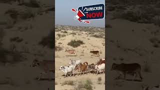 Stunning Life of Cholistan  Siraiki Bhai Log shorts siraiki cholistan [upl. by Acima856]