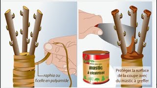 Techniques de greffage Types et Périodes  les arbres fruitiers [upl. by Onyx]