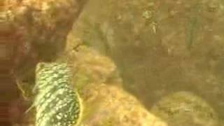 Scuba Diving Coiba National Park Republic of Panama [upl. by Millicent]