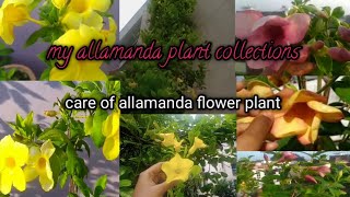 allamanda flower plant care and my collection of allamanda [upl. by Dorrehs498]