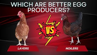 ARE NOILERS BETTER EGG PRODUCERS THAN LAYERS  Differences Between Layer chickens and Noilers [upl. by Demona]