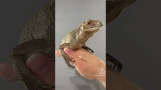 Sweetheart Rhino Iguana rhinoiguana reptiles [upl. by Traver]