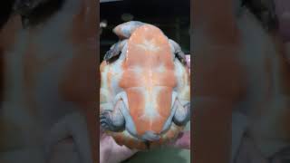 KuraKura Dada Merah RedBellied ShortNecked Turtle [upl. by Naamana]