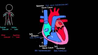 Kalp ve Kan Dolaşımı Sağlık ve Tıp Dolaşım Sistemi Fizyolojisi [upl. by Foskett760]