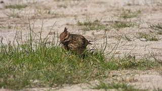 Crested Lark Cappellaccia Galerida cristata apuliae [upl. by Anna-Maria]