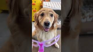 Golden retriever is very good and funny Thank you for the fun of the shit shoveling owner The [upl. by Ahseila282]