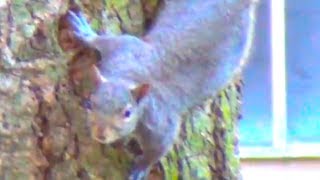 Cute squirrel on tree sitting running climbing jumping moving [upl. by Duahsar764]